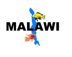 Lake Malawi Cichlids